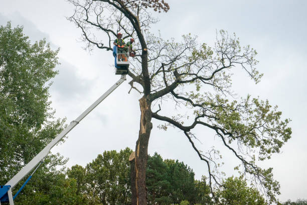 Best Tree Health Inspection  in Preston, TX