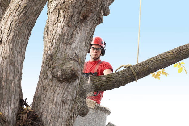 How Our Tree Care Process Works  in  Preston, TX